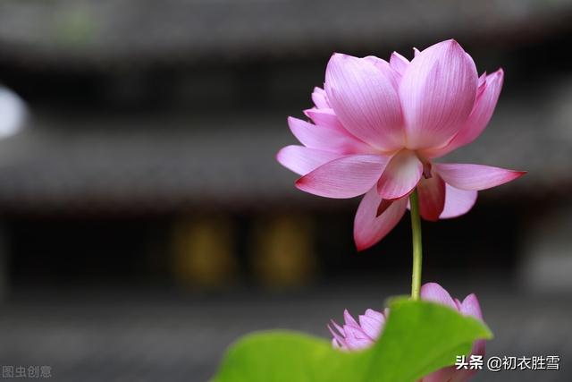 红莲花有什么寓意和象征，红莲花有什么寓意和象征风水（仲夏清新一朵莲美诗六首）