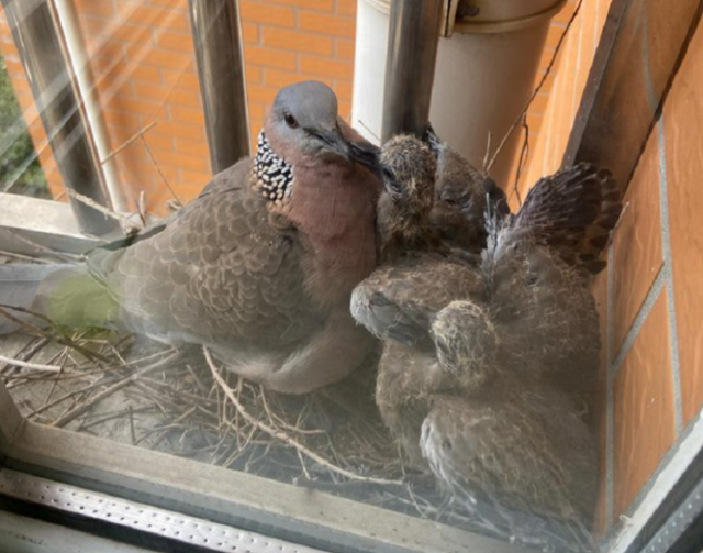关关雎鸠是成语吗，“关关雎鸠”（为何说吃它的肉会有很大的危害）