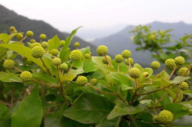 梧桐简介，梧桐的简单介绍和特点（象征着祥瑞）