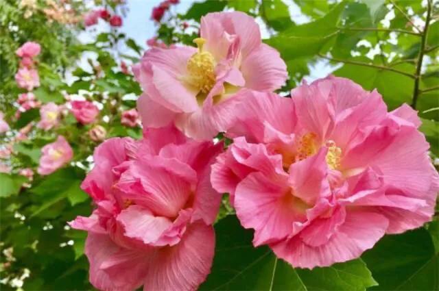 芙蓉花的寓意和象征，芙蓉花的寓意（芙蓉花，成都最美的花）