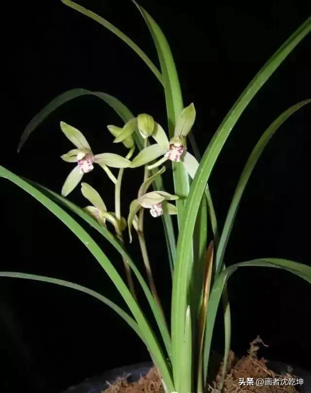 十大最贵最美兰花，绝美兰花50幅