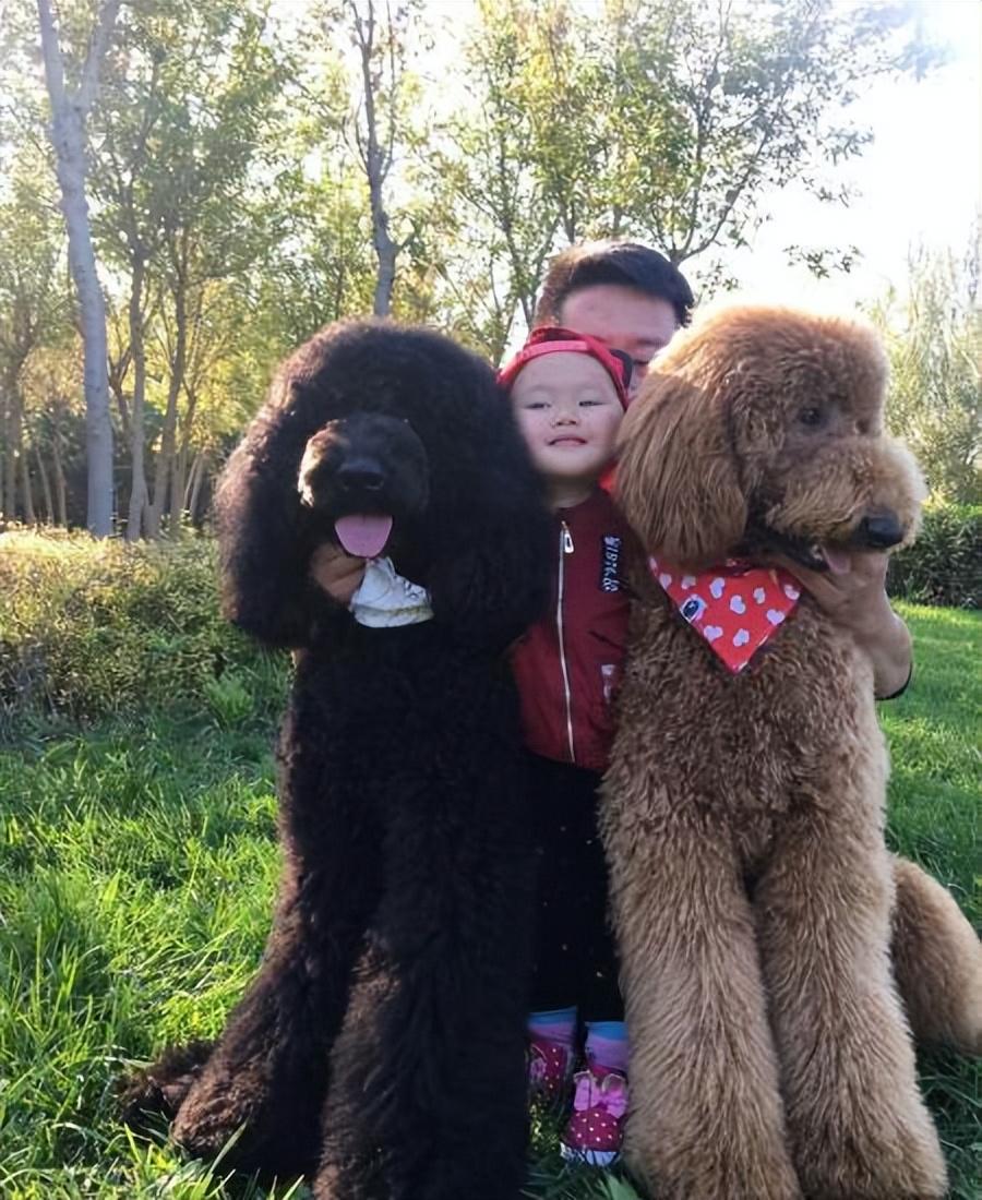 总结其实,从以上的5种情况来分析,泰迪是比巨贵好养很多的,对于