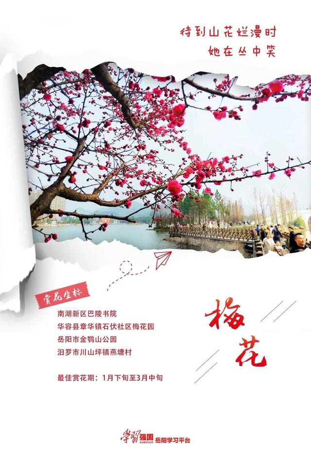 岳阳市花是什么花，岳阳最大的花海在哪里（红黄粉白紫...这是岳阳春天的颜色）