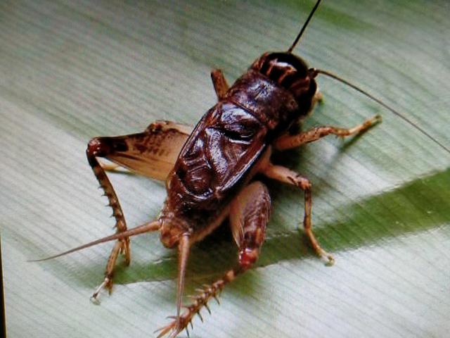 十大蟋蟀王图片