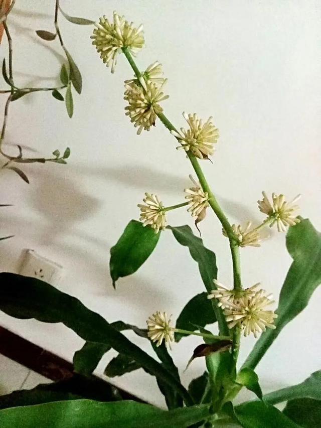 巴西木（巴西木开花，巴西木开花全过程记录（巴西木开花图片欣赏）