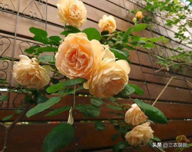 月季花的生长过程，月季从播种到发芽、长叶、开花的全过程（附带图片大全和种植方法）