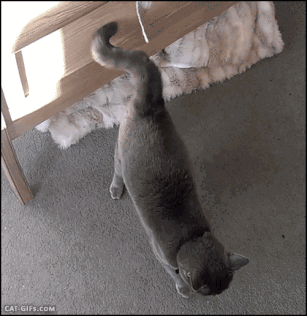 猫咪的尾巴竖起来是什么表现，猫咪像电线杆一样的尾巴可以给我们传递什么信息呢
