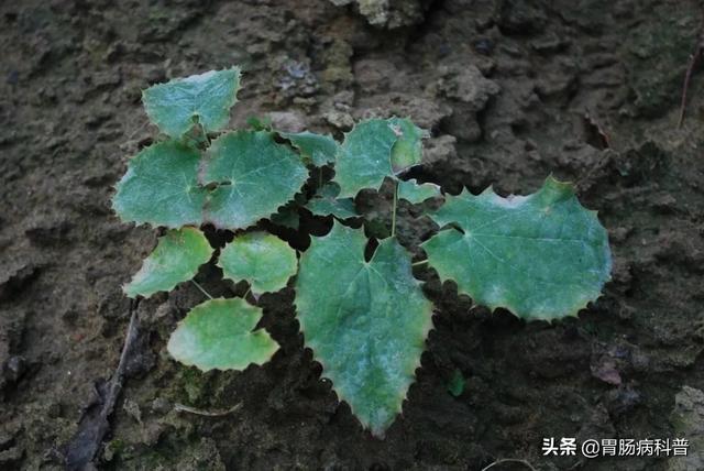 曼陀罗花的图片，曼陀罗花是什么（301味中药材的原植物彩色图谱）