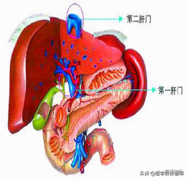 肝在哪個位置,肝疼痛一般在哪個部位圖(肝臟的表面解剖及分葉分段)