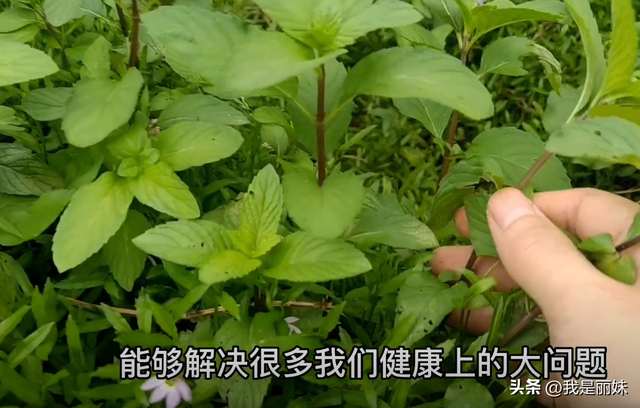 薄荷叶的功效与作用，薄荷叶的功效与作用泡水喝的功效（薄荷叶煮水厉害了）