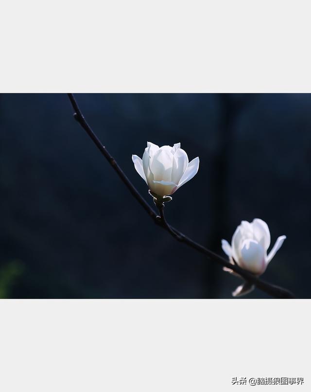 浪漫之花朵，一朵鲜花的浪漫（实拍26张玉兰花的照片图片）