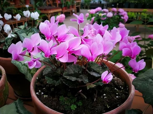 春节花卉品种大全大图，春节遇花期，五彩斑斓过新年