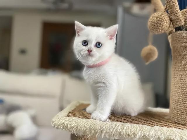 上海宠物猫领养，卖猫平台有哪些（上海宠物猫领养网）