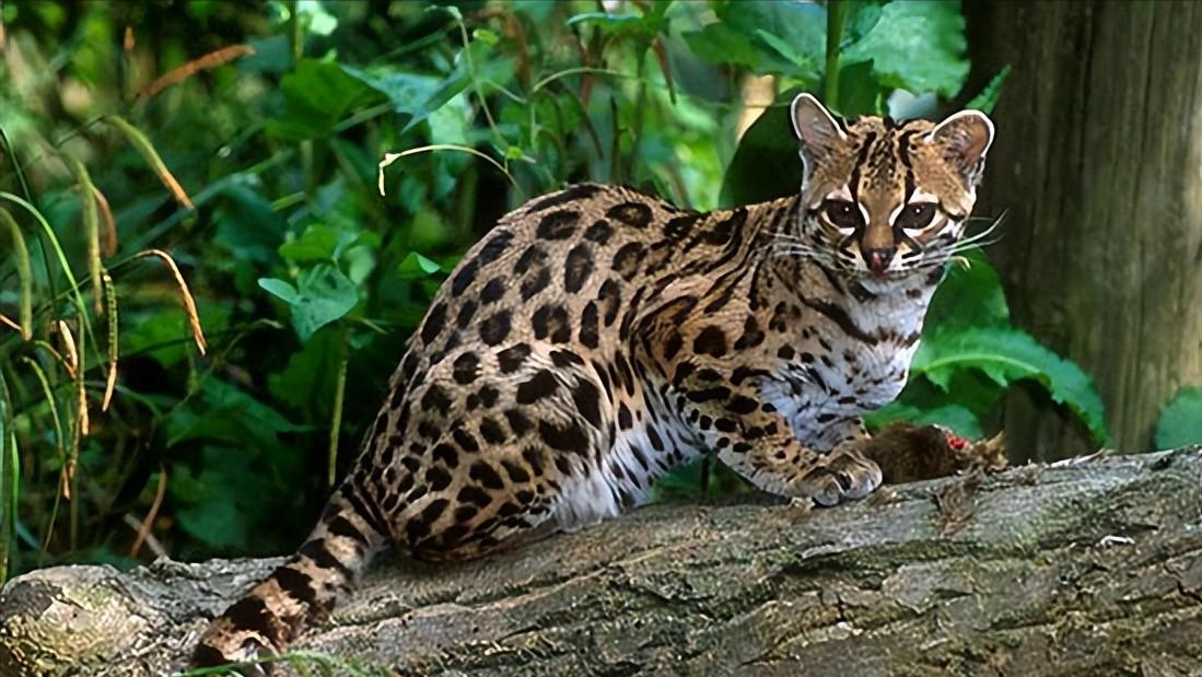 小野猫的真面目