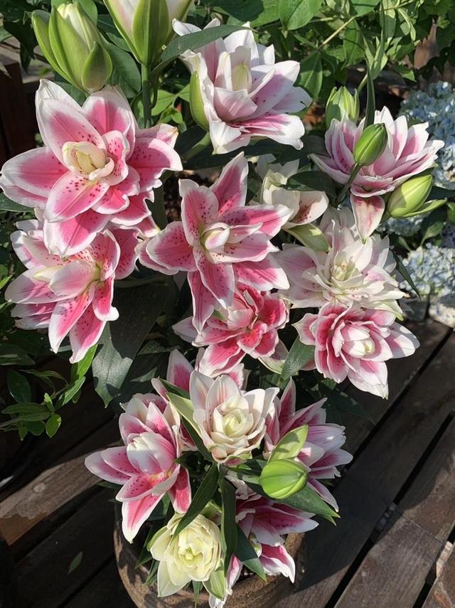 好看的重瓣百合，阳台养重瓣百合花