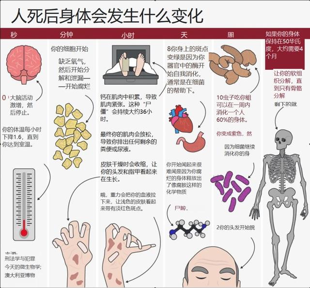 鱼的内脏解剖图，龙鱼内脏解剖图解（通体熟透、内脏掏空）