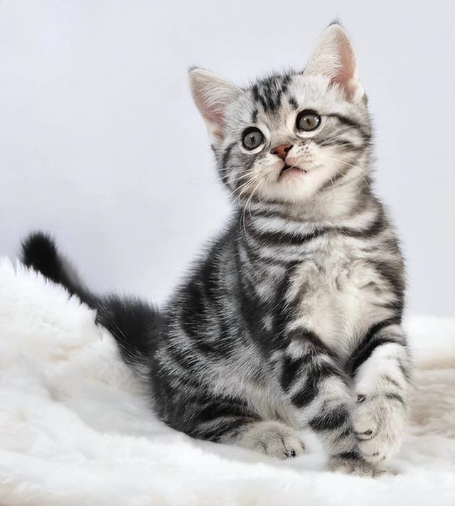 聪明猫猫排行榜，最聪明的猫排行榜前二十（最“聪明”的3种猫和最“笨”的3种猫）