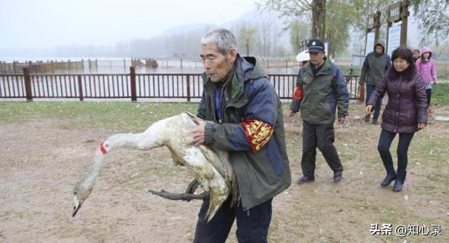 世界上飞得最高的鸟类是什么，世界上飞得最高的鸟是啥鸟（老汉放羊捡到受伤大鹅）