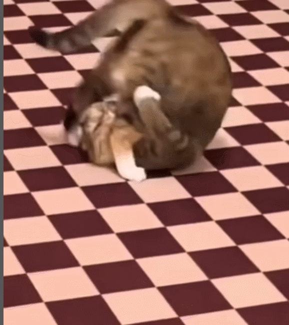 可爱猫，可爱猫咪名字（歪果网友分享各种古怪可爱的小猫咪图片）