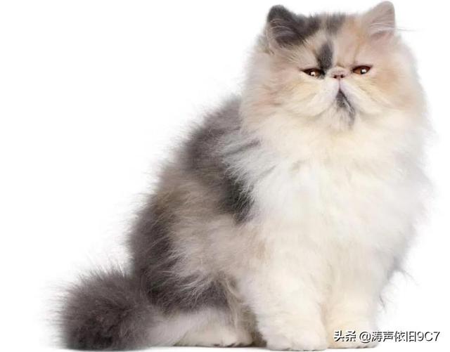 世界上最美的猫咪，世界上最美的猫咪图片（最漂亮的猫）