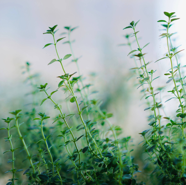 百里香和迷迭香的区别，百里香是什么（阳台上养一盆“百里香”）