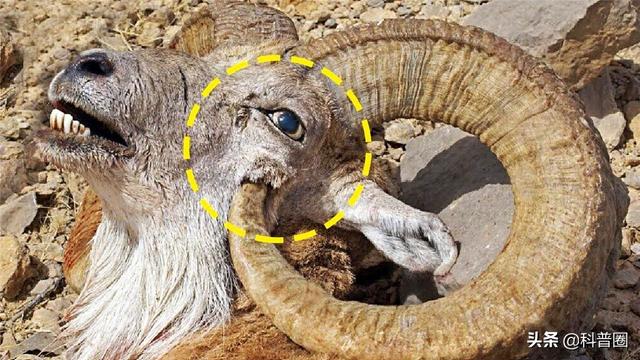 公牛真鲨百科介绍，死法最憋屈的动物