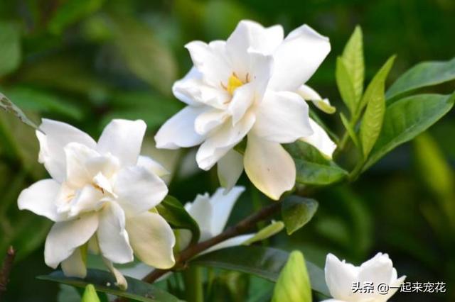 长寿花的形态特征和生长环境详情介绍，长寿花的生长特点（6种“长寿花”）