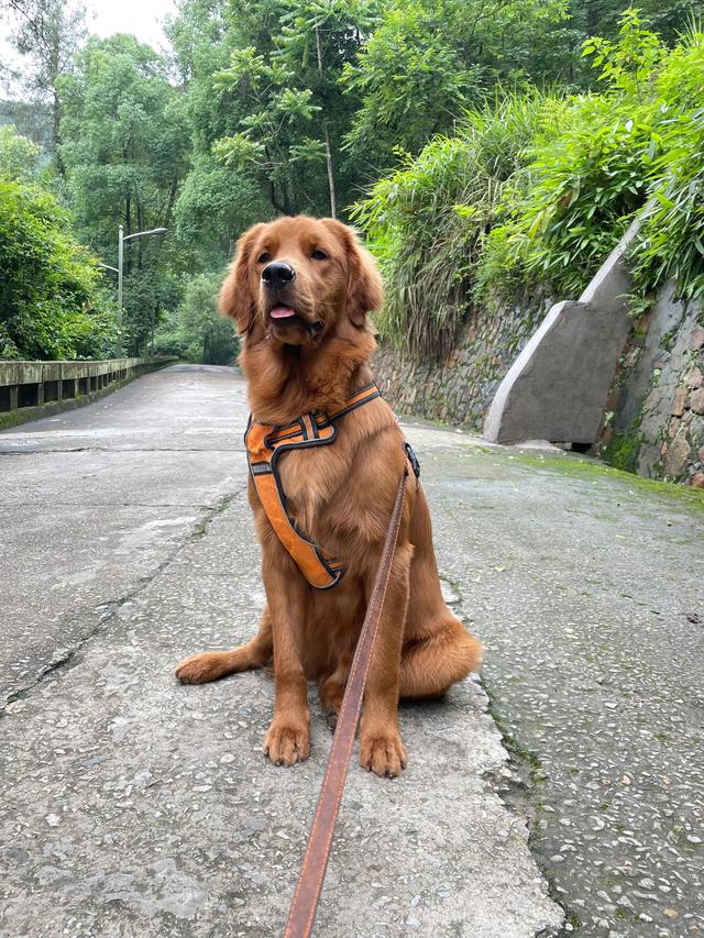 什么狗狗最聪明最好好训，什么狗狗又聪明又好好训（哪个品种的狗狗智商比较高呢）