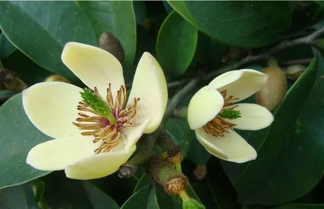 含笑花什么时候开花，分享图片——深山里（含笑花何时开花）