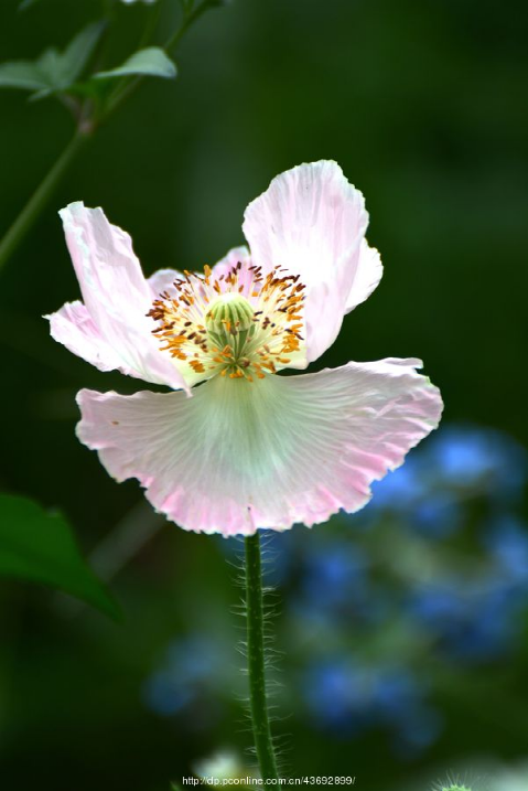 世界上最漂亮的花,世界上最漂亮的十种花(世界上最美的花,只为他开放)