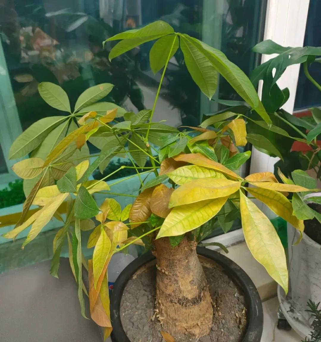 发财树枯萎是什么原因 发财树枯萎是什么原因? - 珍缘易学