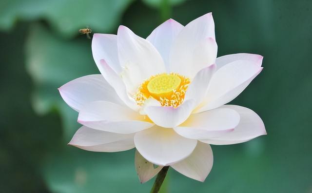 形容花漂亮唯美的诗句，形容花花草草非常优美的诗句（看盛夏最美丽的景象）