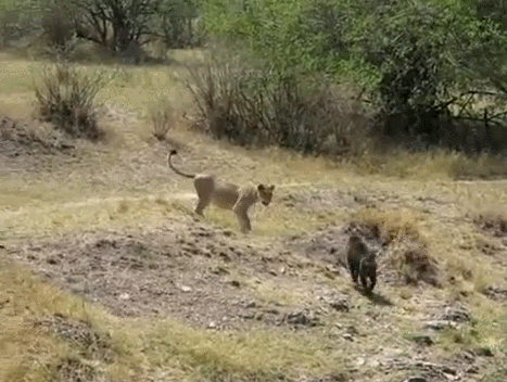 狒狒是什么动物，狒狒是什么动物图片（狒狒为何喜欢偷取其它动物的幼崽）