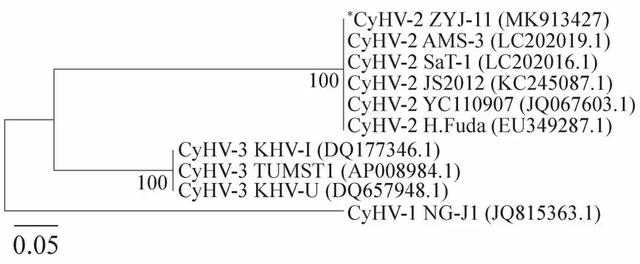 dpbs和pbs的区别，pbs缓冲液配制（四川地区养殖鲫鲤疱疹病毒Ⅱ型的鉴定及病理学研究）