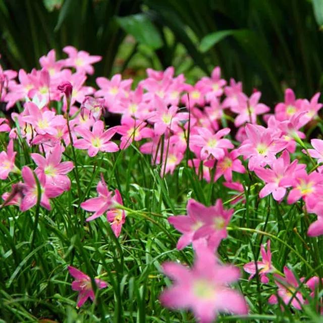 风雨花的花语是什么，风雨花的花语和寓意（做好“1翻3养”）