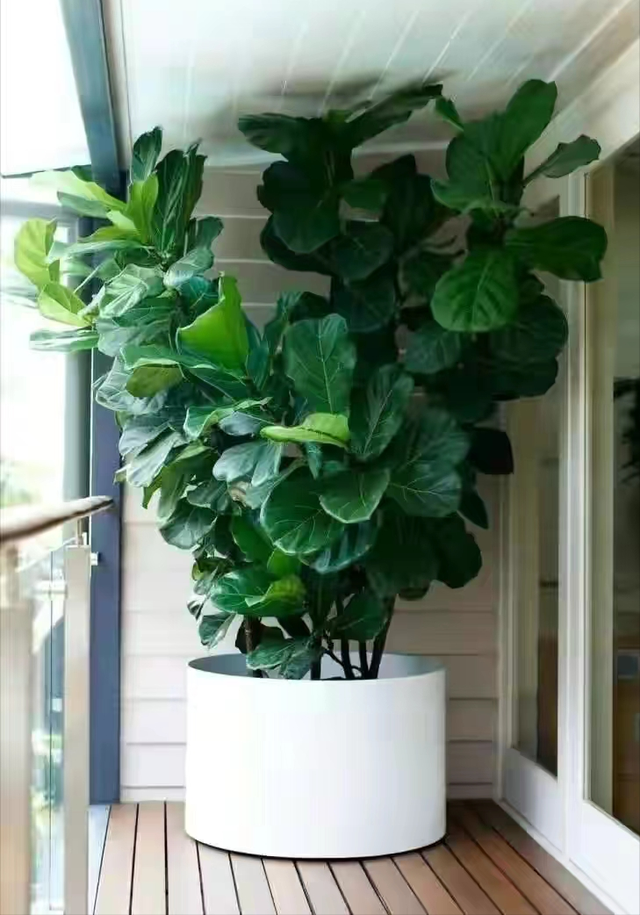 家养大叶藤蔓花，6种大叶花,家里放一盆,高档大气,喜庆吉祥空气好