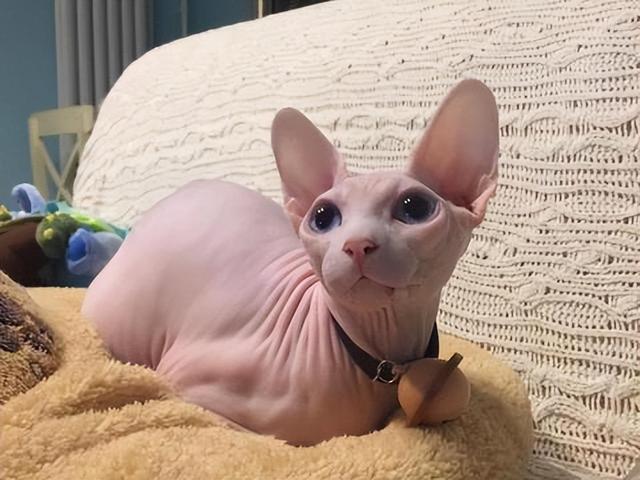 最不建议养的10种猫，这几种猫越养越心累