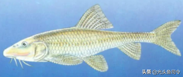 长江名贵鱼前十名，10大凶猛淡水鱼（我国保护的鱼类有87种）