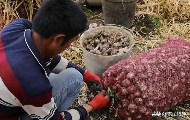 大蒜价格表今日价格，今年的大蒜行情怎么样（大蒜半个月涨4毛）