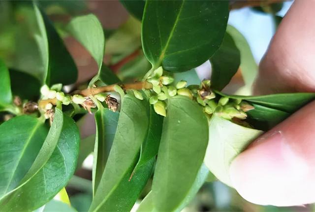 法国香水花，堪称开花界“航空母舰”（法国香水花有毒吗）