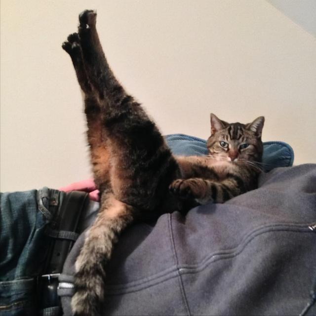 小猫咪 可爱图，小猫图片大全可爱图片大全图片（21张“搞笑”的猫咪图片）