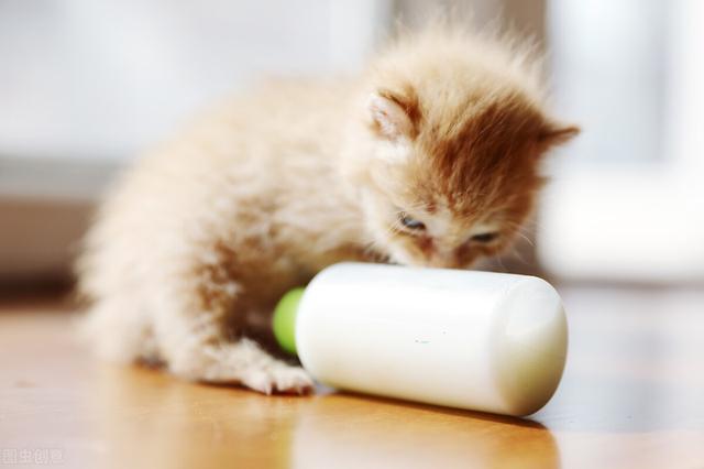 两个月宝宝腹泻怎么办，两个月宝宝腹泻怎么办吃什么药（两个月的猫咪拉稀了怎么办）