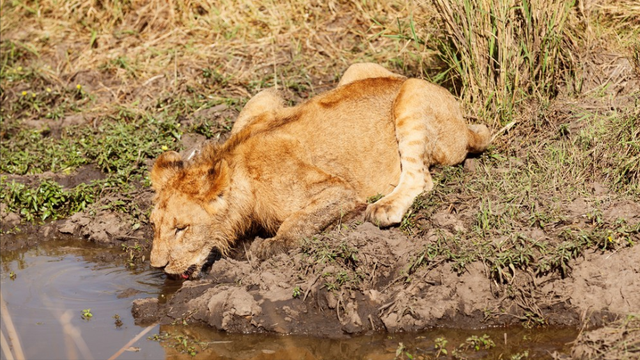 狮子是什么王?森林之王，狮子是什么王（狮子如果碰见了老虎）