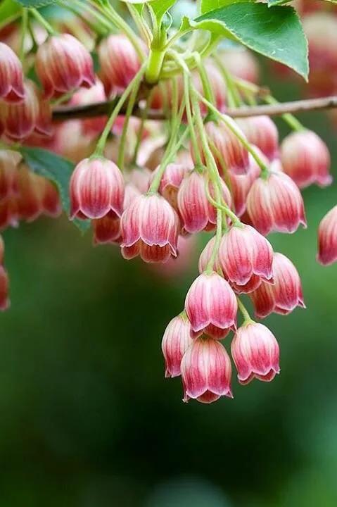 风铃草和铃兰花的区别有哪些，风铃草和风铃花的区别（是一种娇小可爱的观赏花卉）