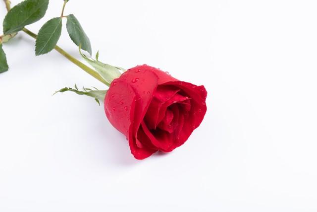 7朵玫瑰代表什么，7朵玫瑰代表什么意思（你会给谁送礼物呢）