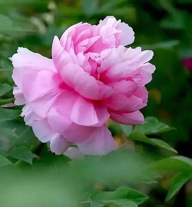 牡丹有哪些品种，牡丹有哪些品种(要名称)（精美绝伦的牡丹花十大品种图片欣赏）