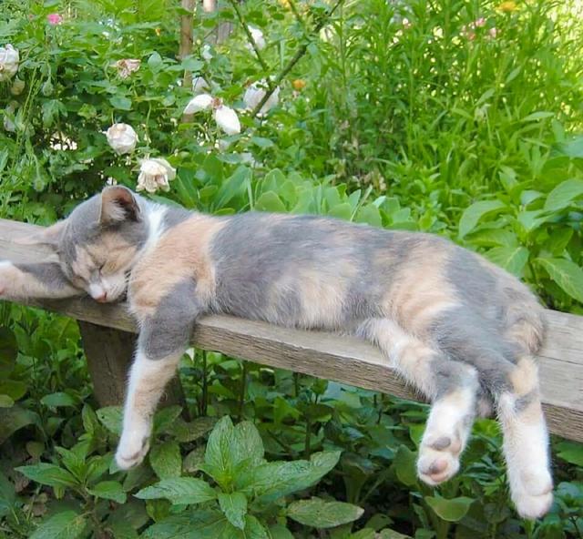 温柔的图片唯美，ins温柔唯美治愈系背景图，微信头像（生活明朗 万物可爱）