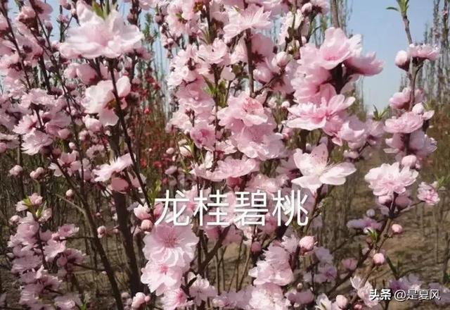 杏花桃花几月份开，2023北京赏花攻略