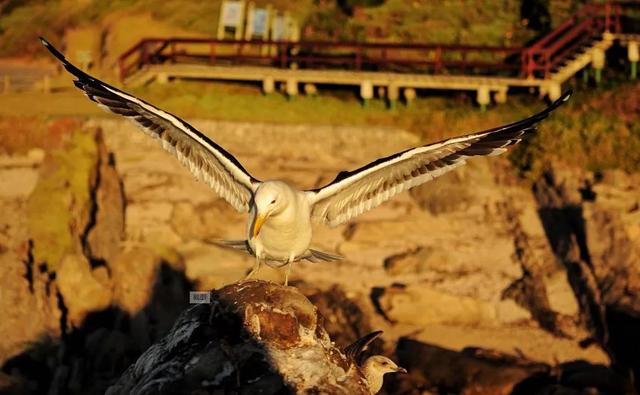 好望角在哪，青岛好望角在哪（为什么原来叫“风暴角”）