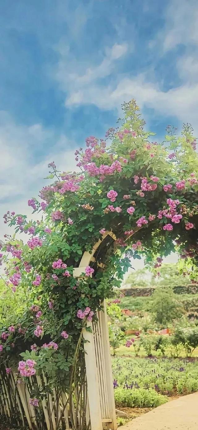 清新唯美的壁纸，小清新唯美手机壁纸